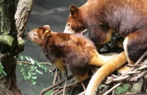 Древесные кенгуру Гудфеллоу – «сумчатые обезьяны Кенгуру древолаз
